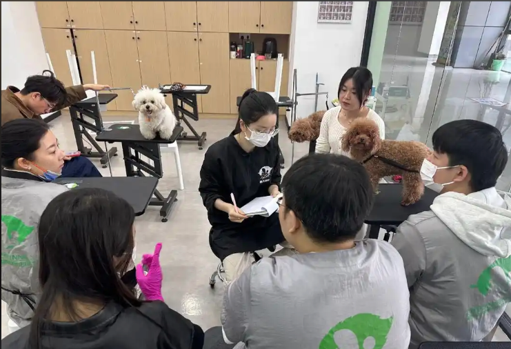 鼓楼区宠物美容冠军导师宠物美容培训学校 - 排名